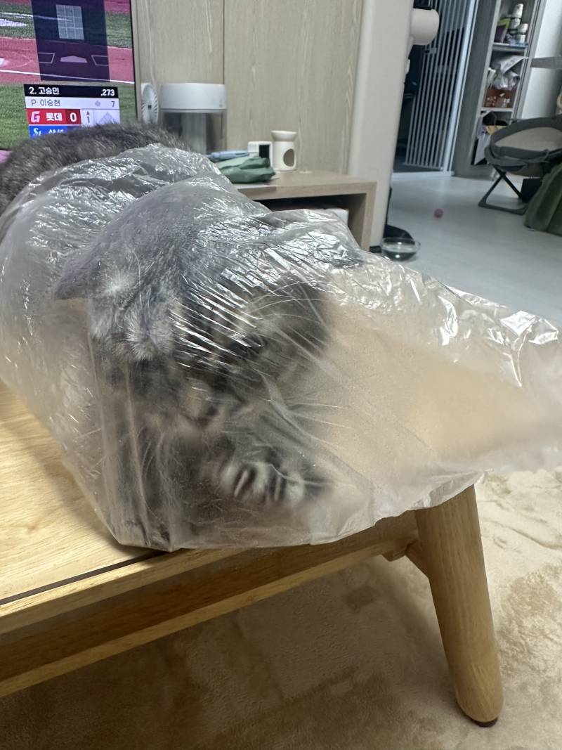 [잡담] 맥주갈맥 고앵이 사진 보고 갈 갈맥 (취함주의) | 인스티즈