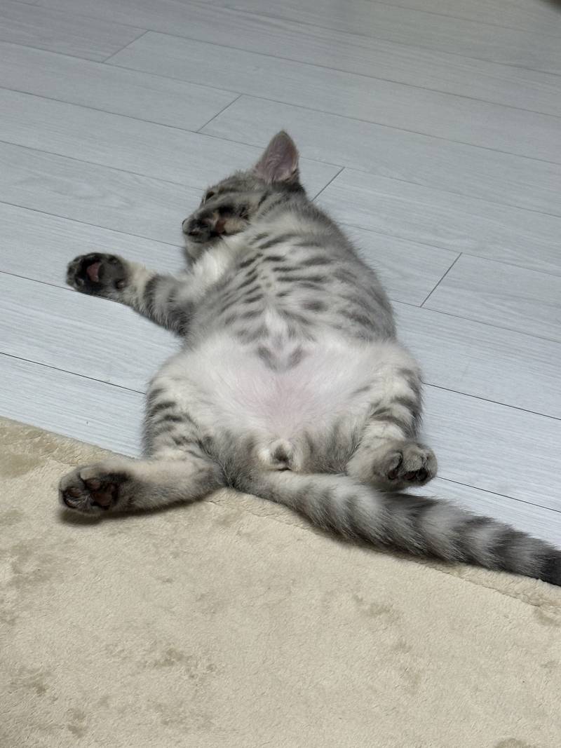 [잡담] 맥주갈맥 고앵이 사진 보고 갈 갈맥 (취함주의) | 인스티즈