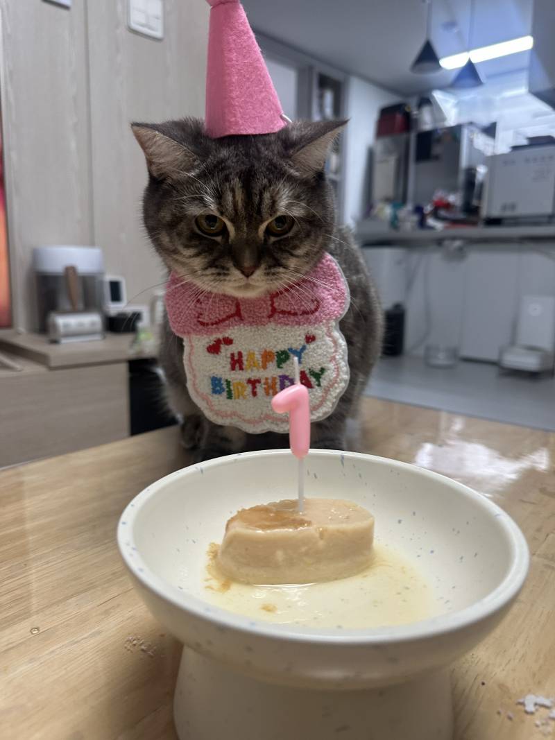 [잡담] 맥주갈맥 고앵이 사진 보고 갈 갈맥 (취함주의) | 인스티즈