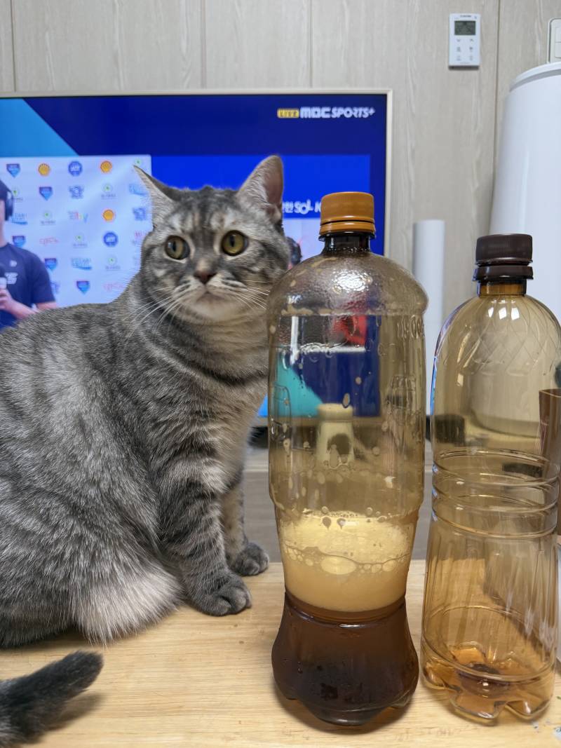 [잡담] 맥주갈맥 고앵이 사진 보고 갈 갈맥 (취함주의) | 인스티즈