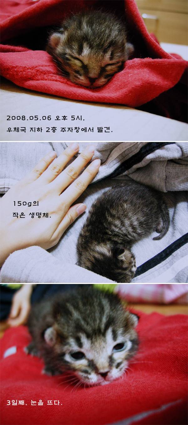 [잡담] 고양이를 주웠어요!! (+17년 후) | 인스티즈
