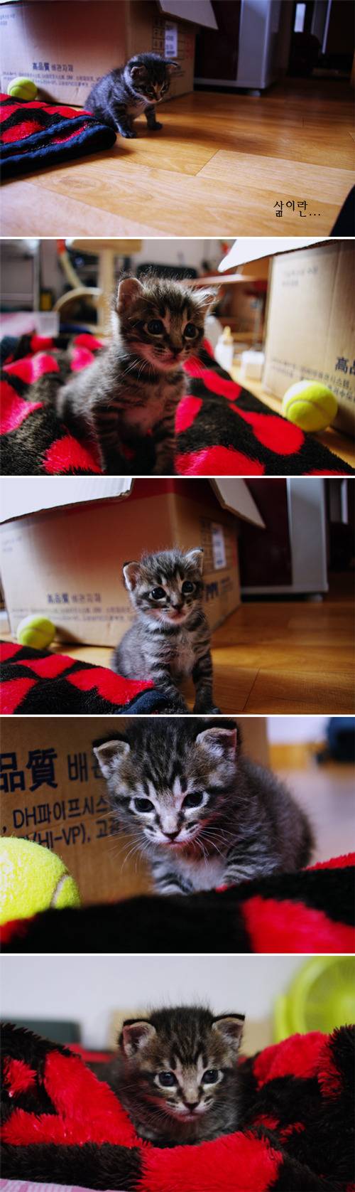 [잡담] 고양이를 주웠어요!! (+17년 후) | 인스티즈