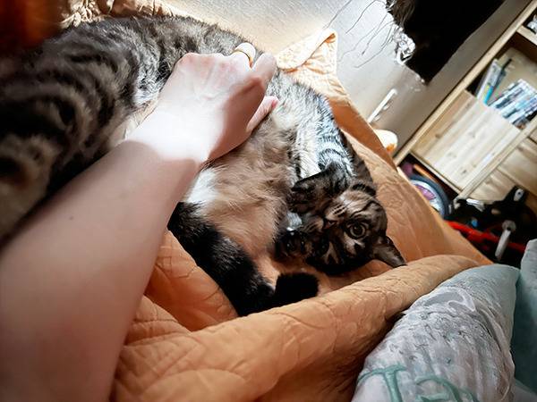 [잡담] 고양이를 주웠어요!! (+17년 후) | 인스티즈