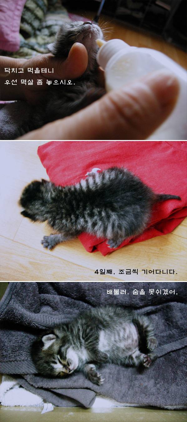 [잡담] 고양이를 주웠어요!! (+17년 후) | 인스티즈