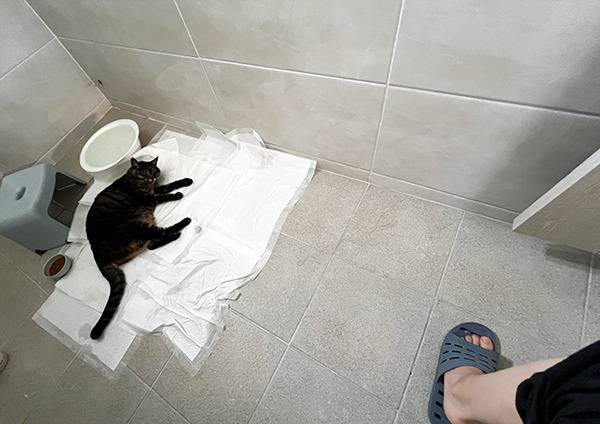 [잡담] 고양이를 주웠어요!! (+17년 후) | 인스티즈