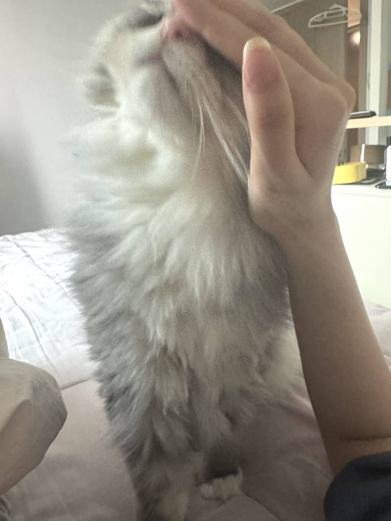 [잡담] 도도하게 생겨서는 만져달라고 애원하다니 | 인스티즈