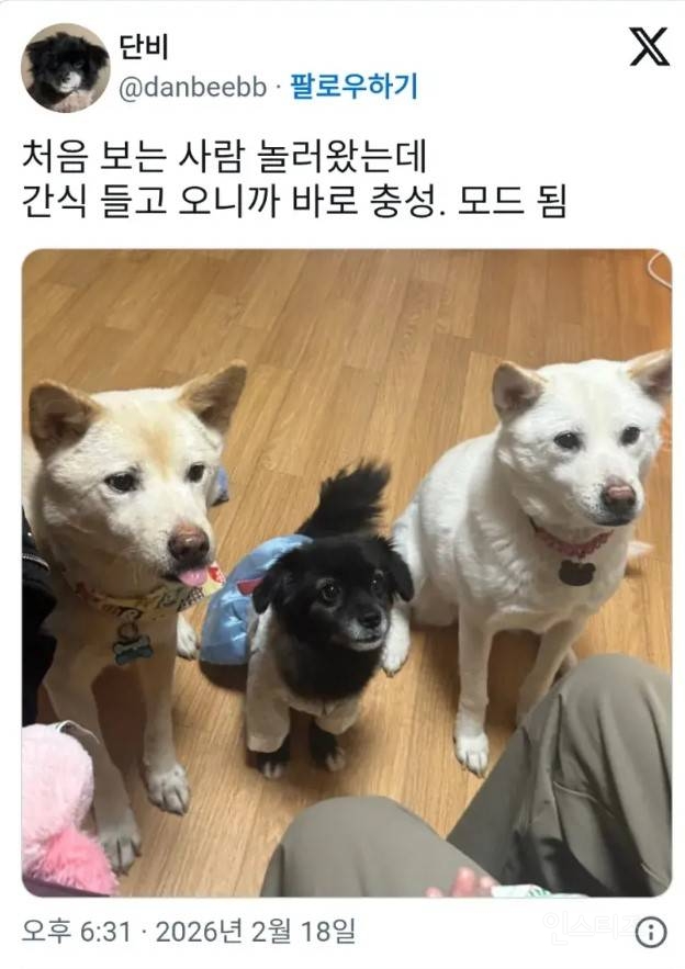 강아지들이 낯선 사람에게 짖지 않는 이유 | 인스티즈