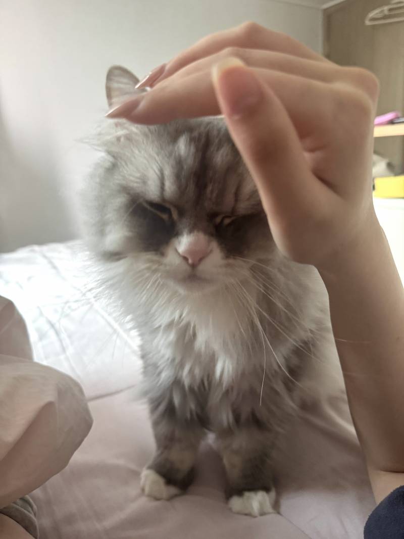[잡담] 도도하게 생겨서는 만져달라고 애원하다니 | 인스티즈