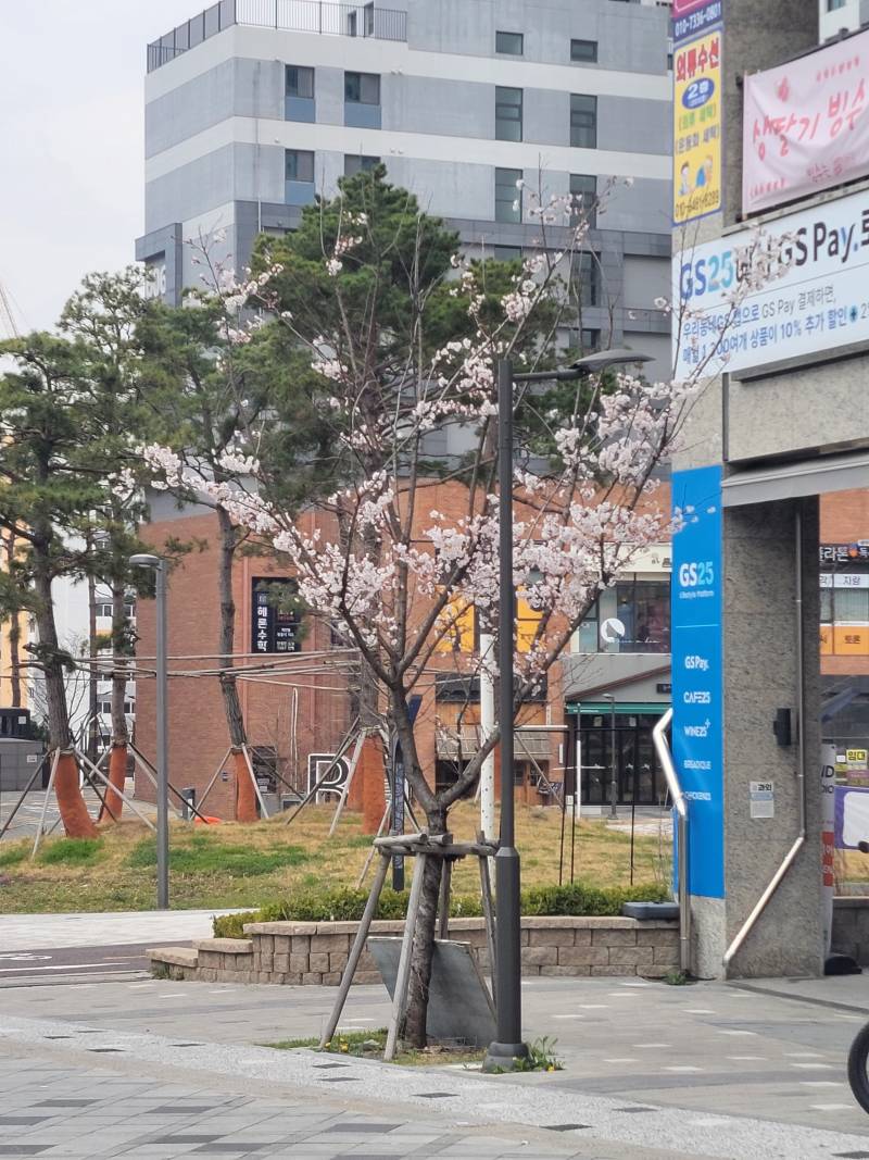 [잡담] 세종시 벚꽃나무들 원래 이런거야??? | 인스티즈