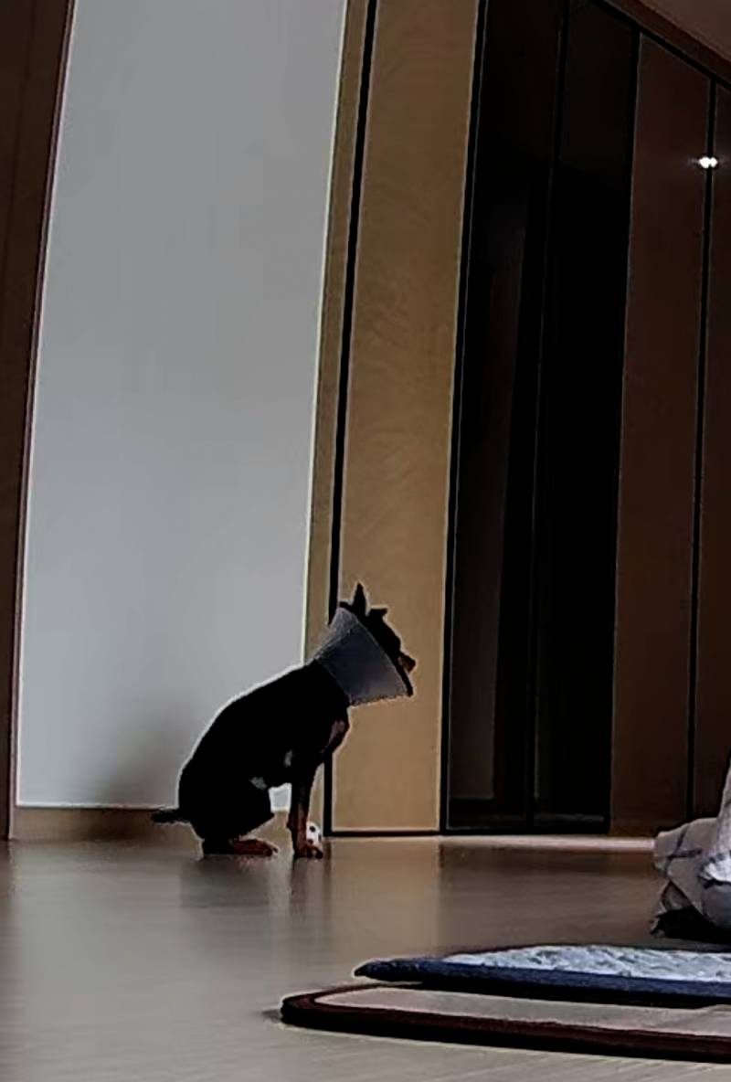 [잡담] 내 퇴근만 기다리는 댕댕이...ㅠㅠ | 인스티즈