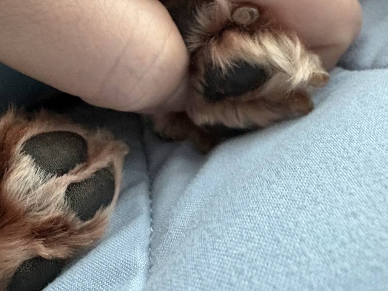 [잡담] 강아지 발 잡고 있을시 효능 | 인스티즈