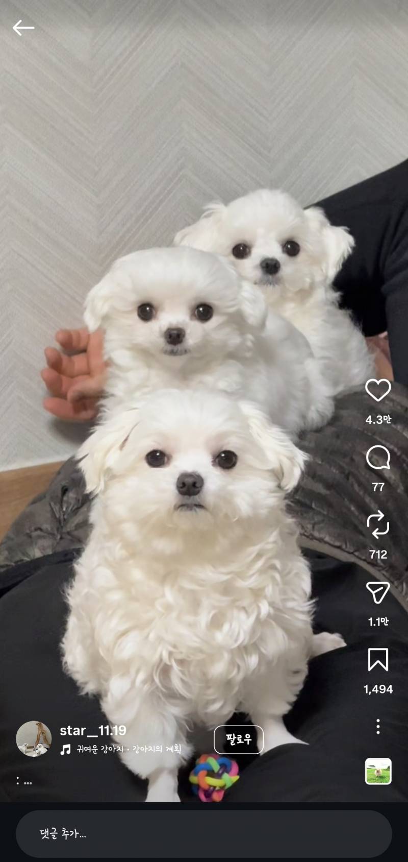 [잡담] 말티즈 쪼르르 있으니까 귀엽네 ㅋㅋㅋㅋㅋ | 인스티즈