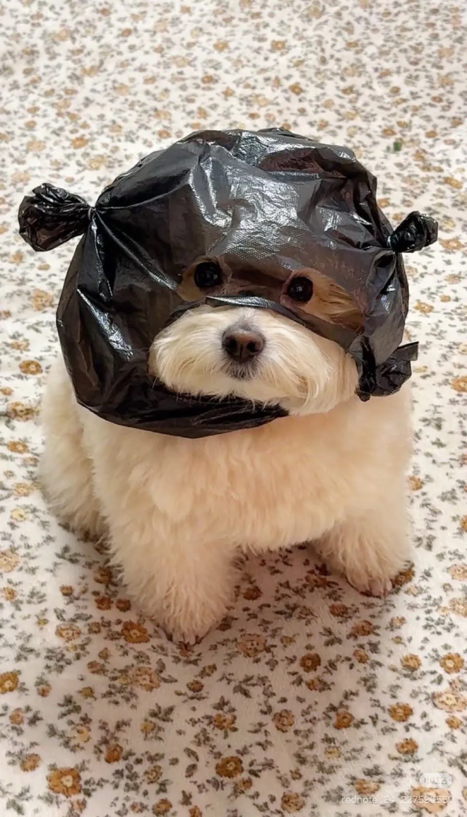 간식도둑 등장 | 인스티즈