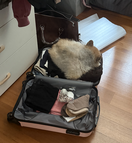 [잡담] 일본 여행 가는데 짐 어떤지 평가점 | 인스티즈