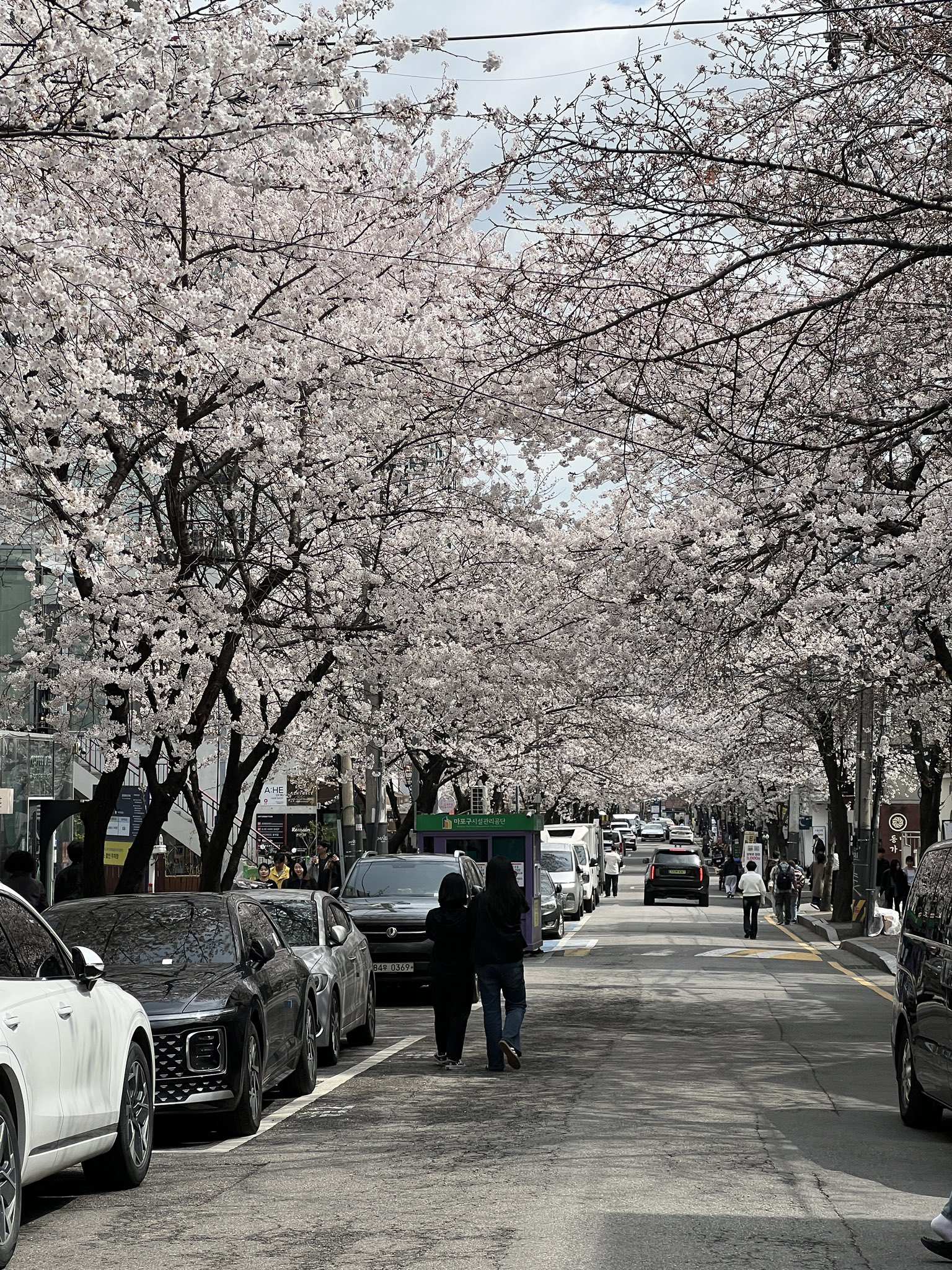 [잡담] 서울 벌써 벚꽃 만개야? | 인스티즈