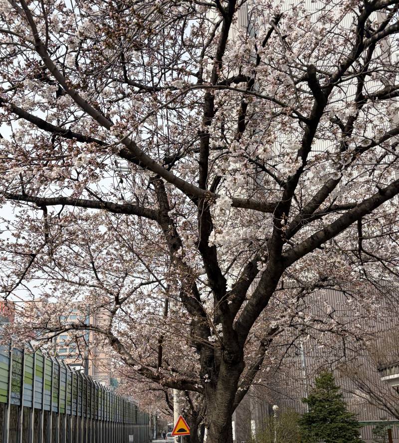 [잡담] 벚꽃 예뿌당🌸 | 인스티즈
