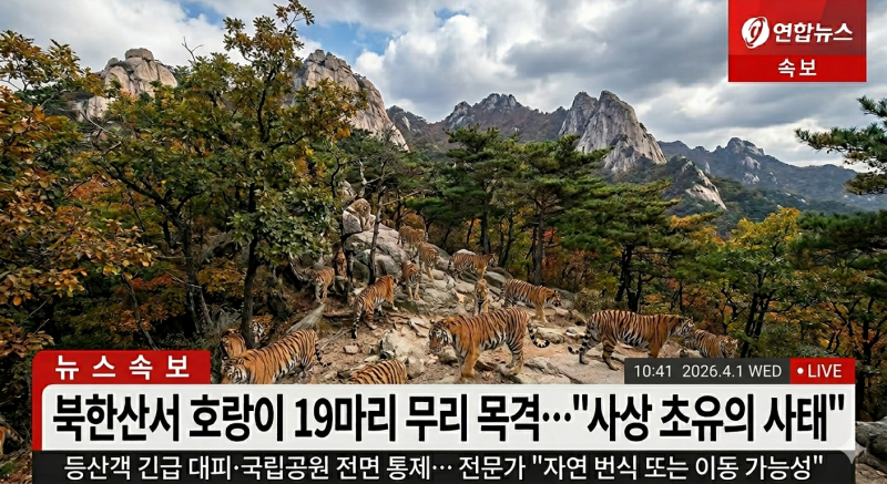 [잡담] 익이듈아...북한산에 호랑이가 19마리나 출몰했대!!!😱😱😱 | 인스티즈