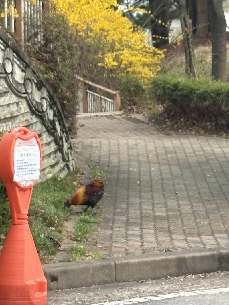 [잡담] 우리집 단지에 닭이 있어... | 인스티즈