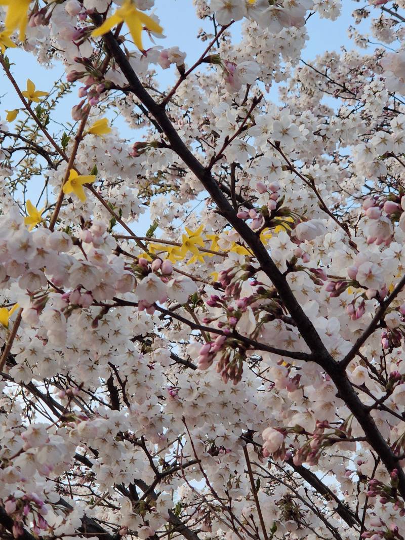 [잡담] 퇴근길에 벚꽃봤다 예뿌지🌸🌸 | 인스티즈