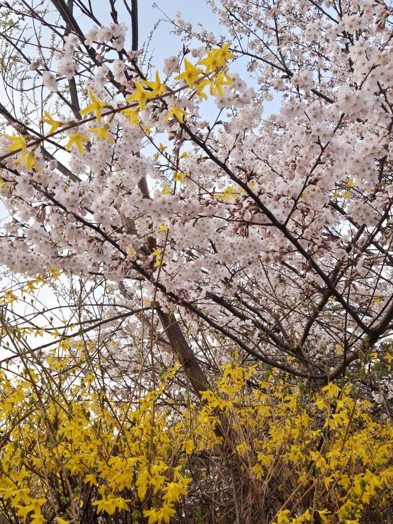 [잡담] 퇴근길에 벚꽃봤다 예뿌지🌸🌸 | 인스티즈