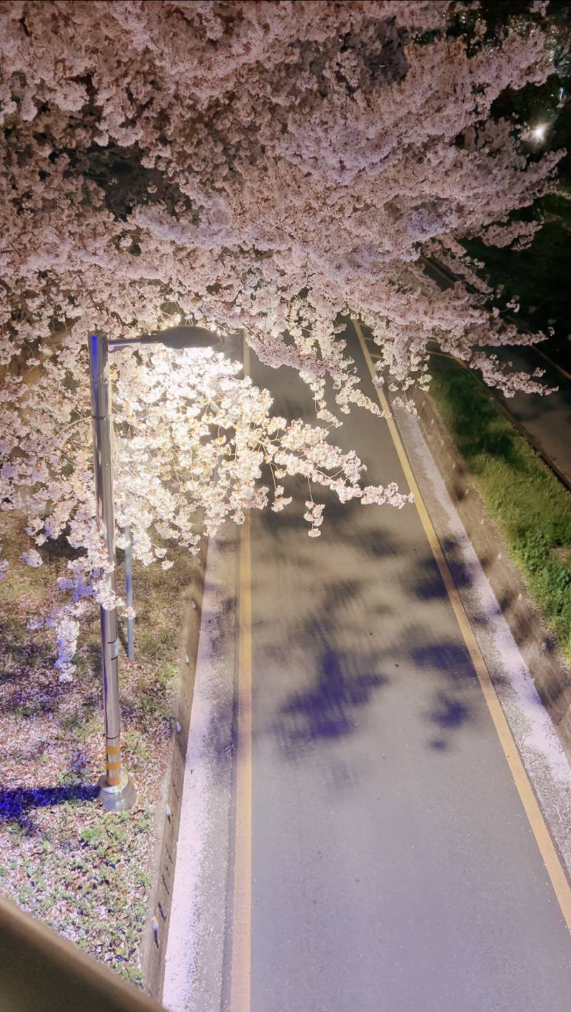 [잡담] 밤벚꽃🌸🌖🌟 | 인스티즈