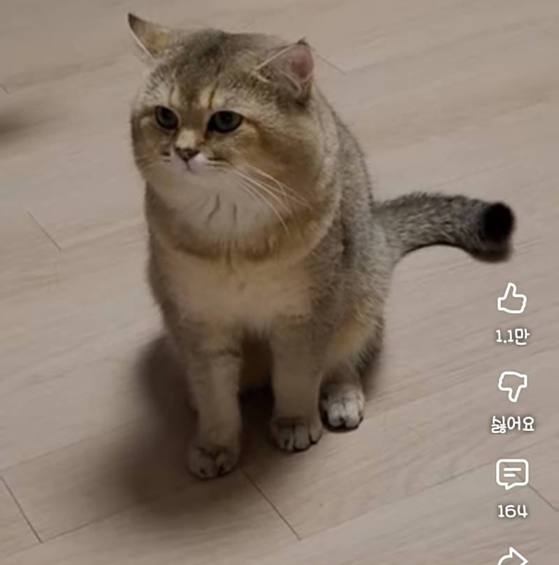 [잡담] 이런 고양이는 품종이 뭐야? | 인스티즈