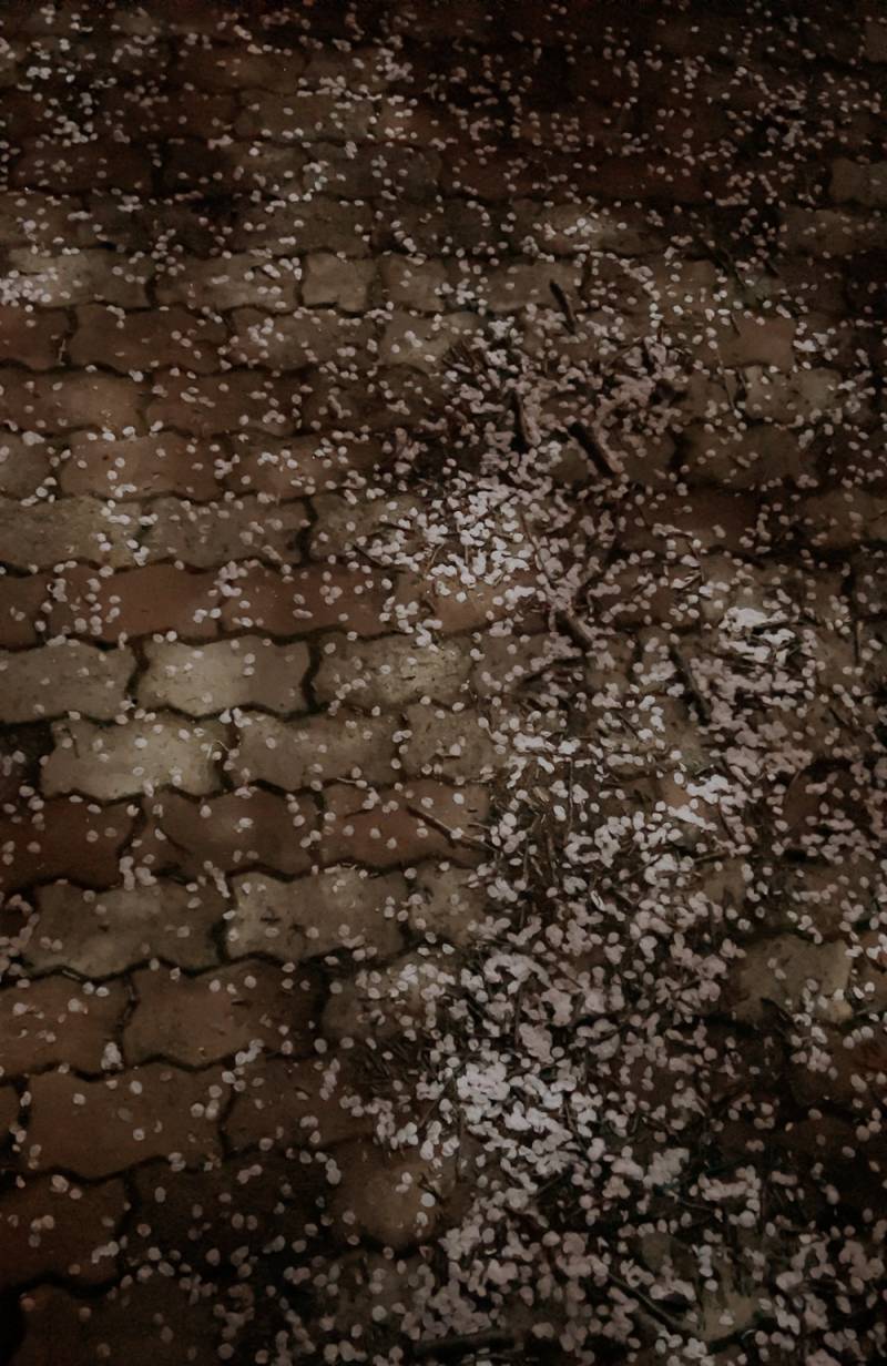 [잡담] 밤벚꽃🌸🌖🌟 | 인스티즈