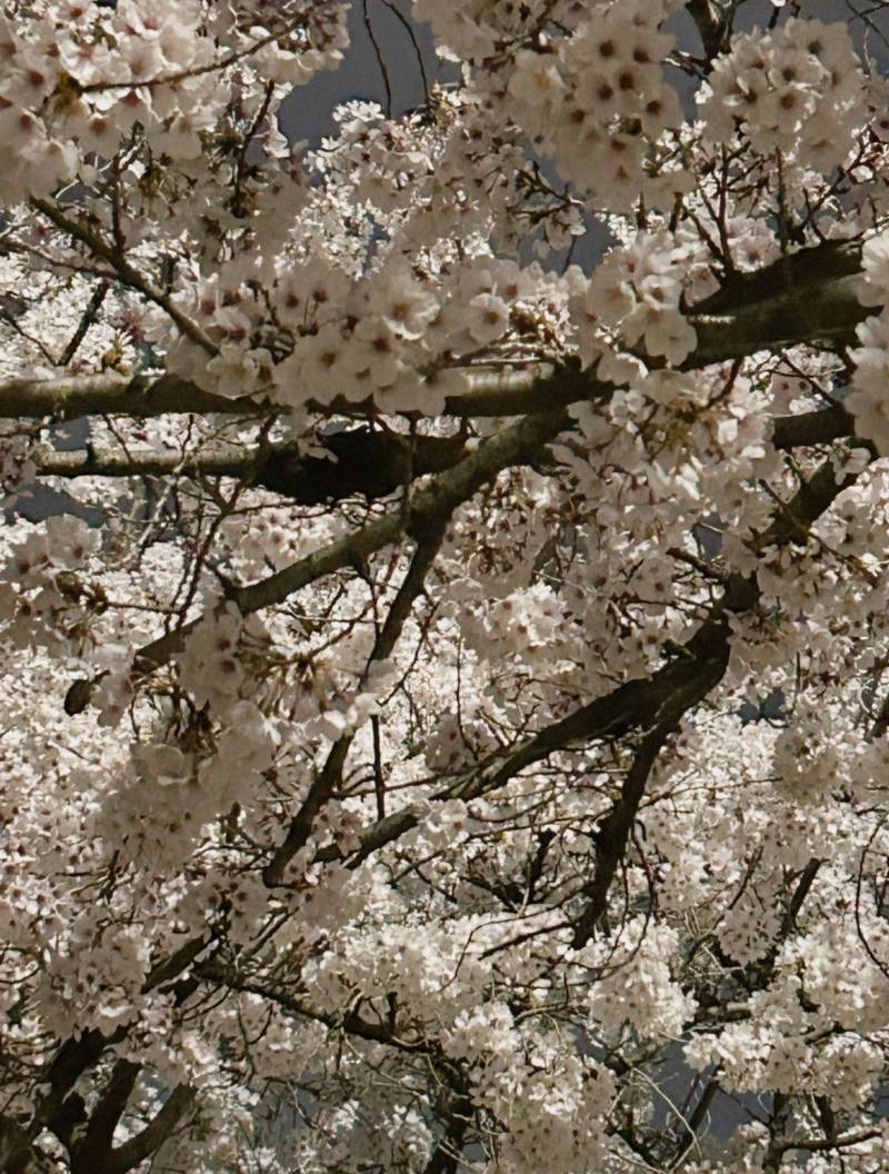 [잡담] 밤벚꽃🌸🌖🌟 | 인스티즈
