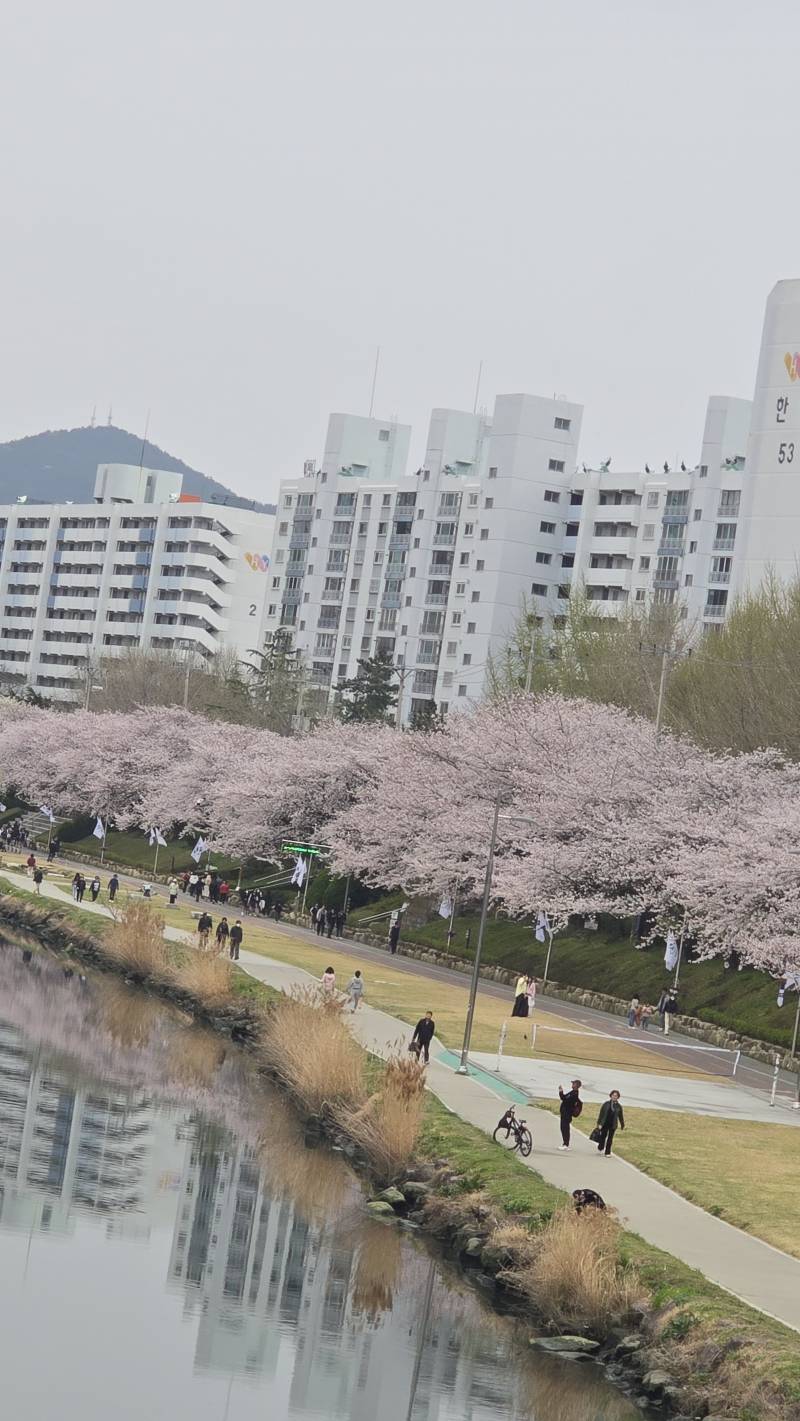 [잡담] 친구집 근처 공원에서 벚꽃찍은거 보여줫는데 예뿌다 | 인스티즈
