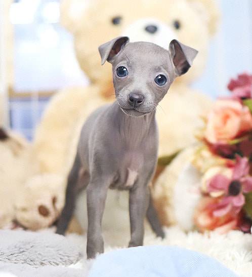 [잡담] 난 왜 이런 대머리 강아지가 좋을까 | 인스티즈