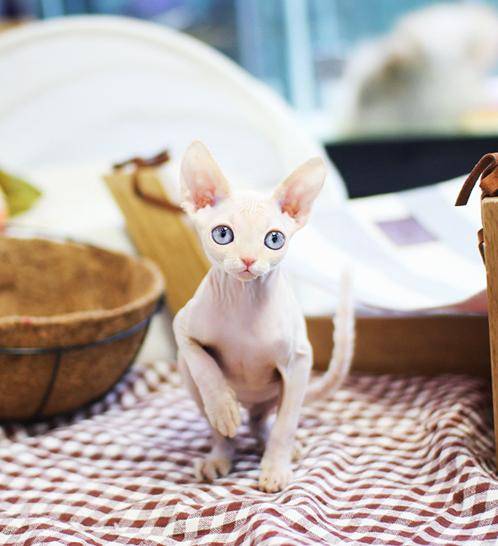 [잡담] 난 왜 이런 대머리 강아지가 좋을까 | 인스티즈