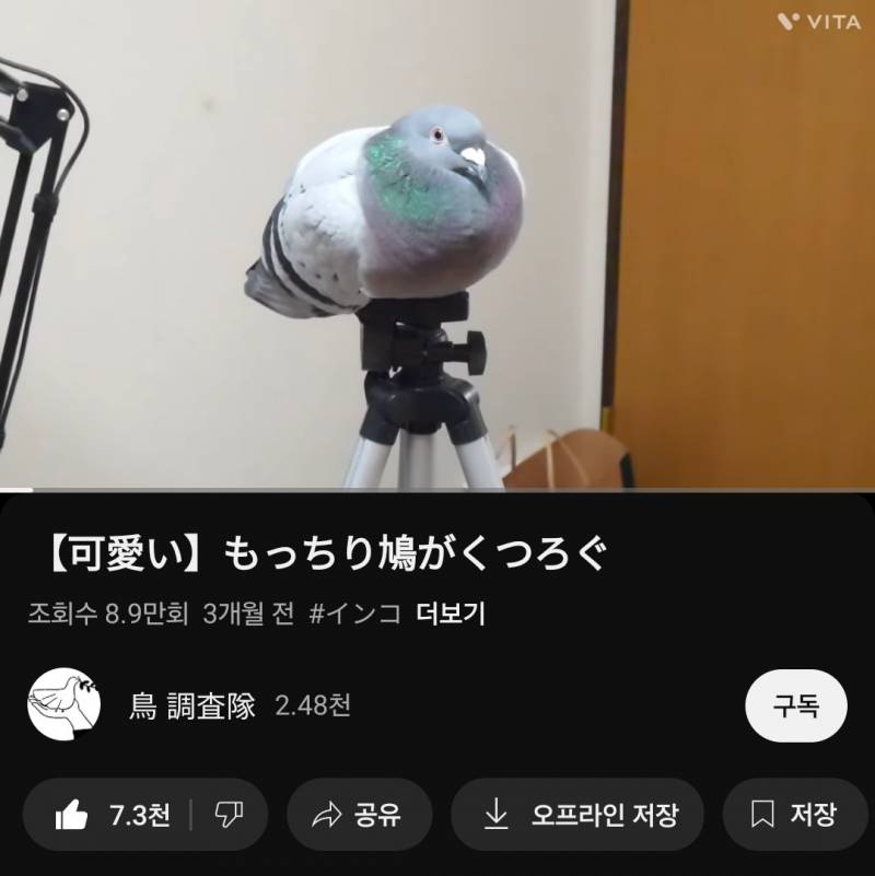 [잡담] 둔둔한 비둘기 안아줄 수 있어? | 인스티즈