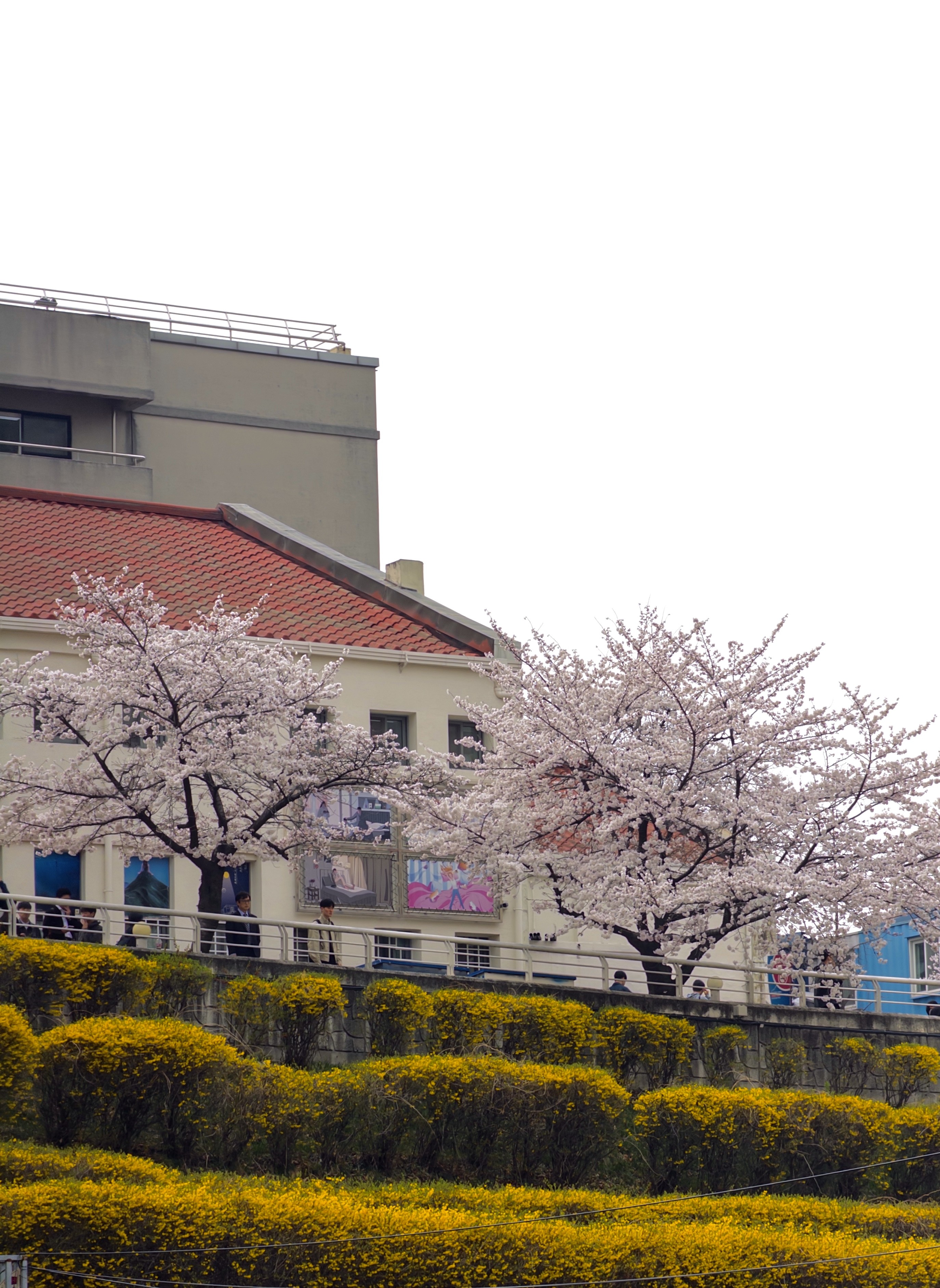 [잡담] 올해 찍은 벚꽃 사진 🌸 | 인스티즈