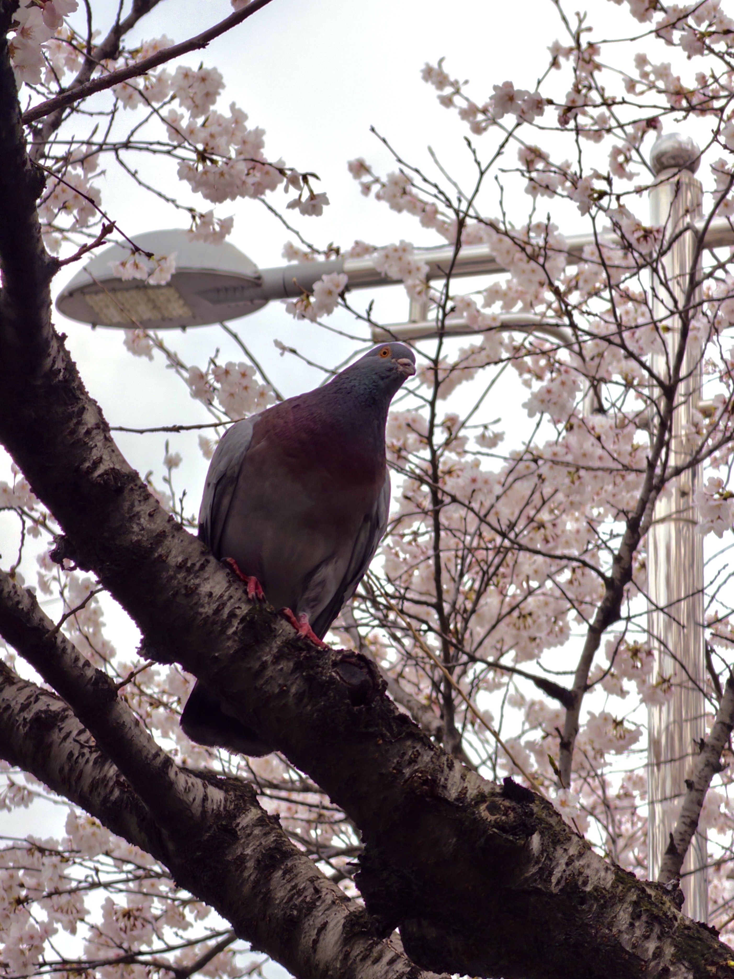 [잡담] 오늘 벚꽃 사진 🌸🌸 | 인스티즈