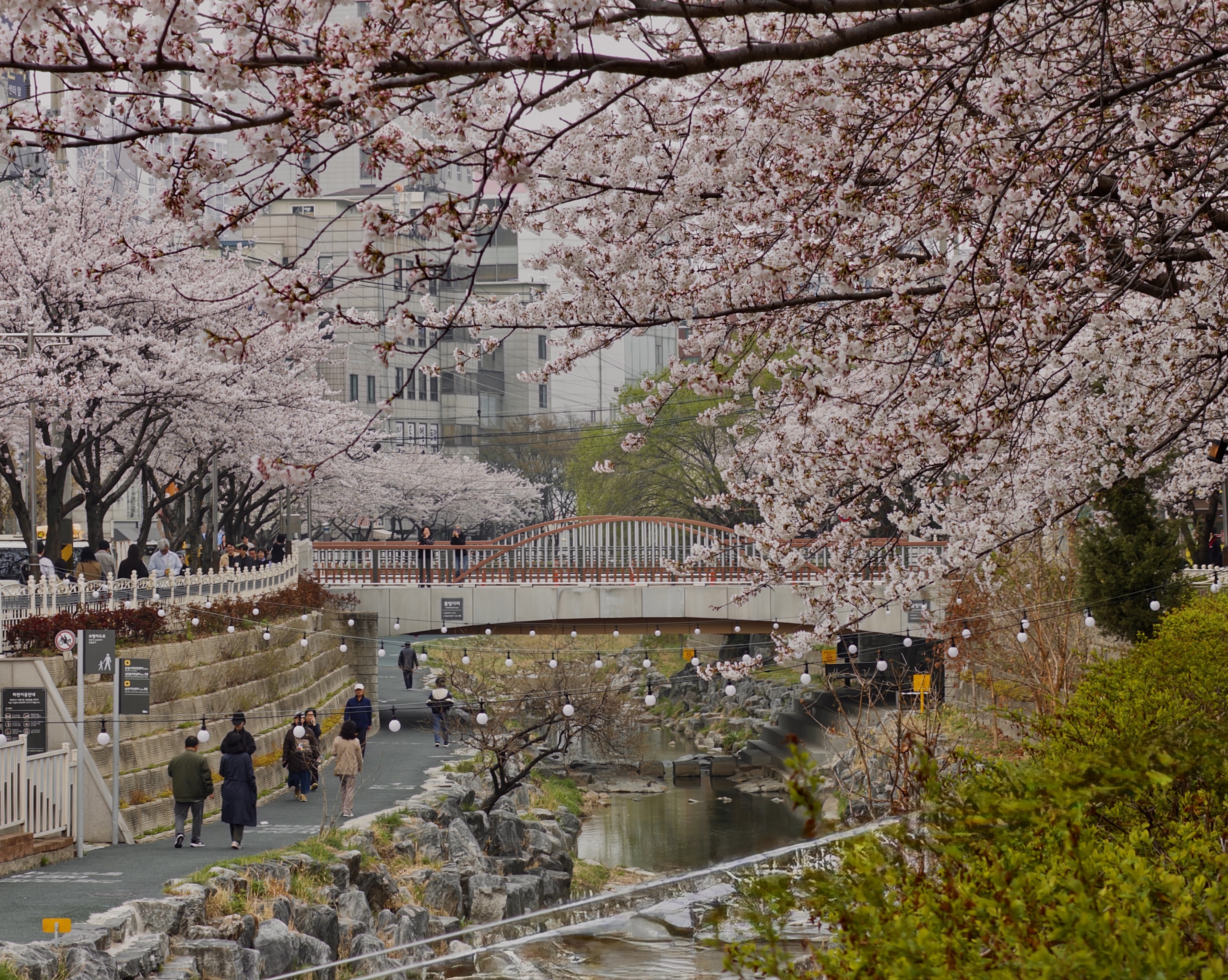 [잡담] 오늘 벚꽃 사진 🌸🌸 | 인스티즈