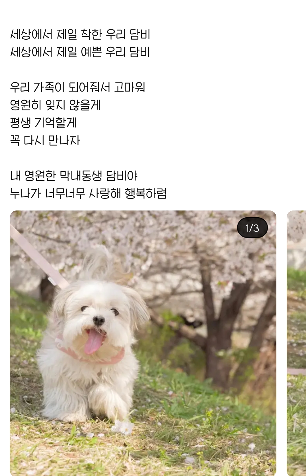 [잡담] 담비 무지개다리 건넌 거 안 믿긴다 ,, | 인스티즈