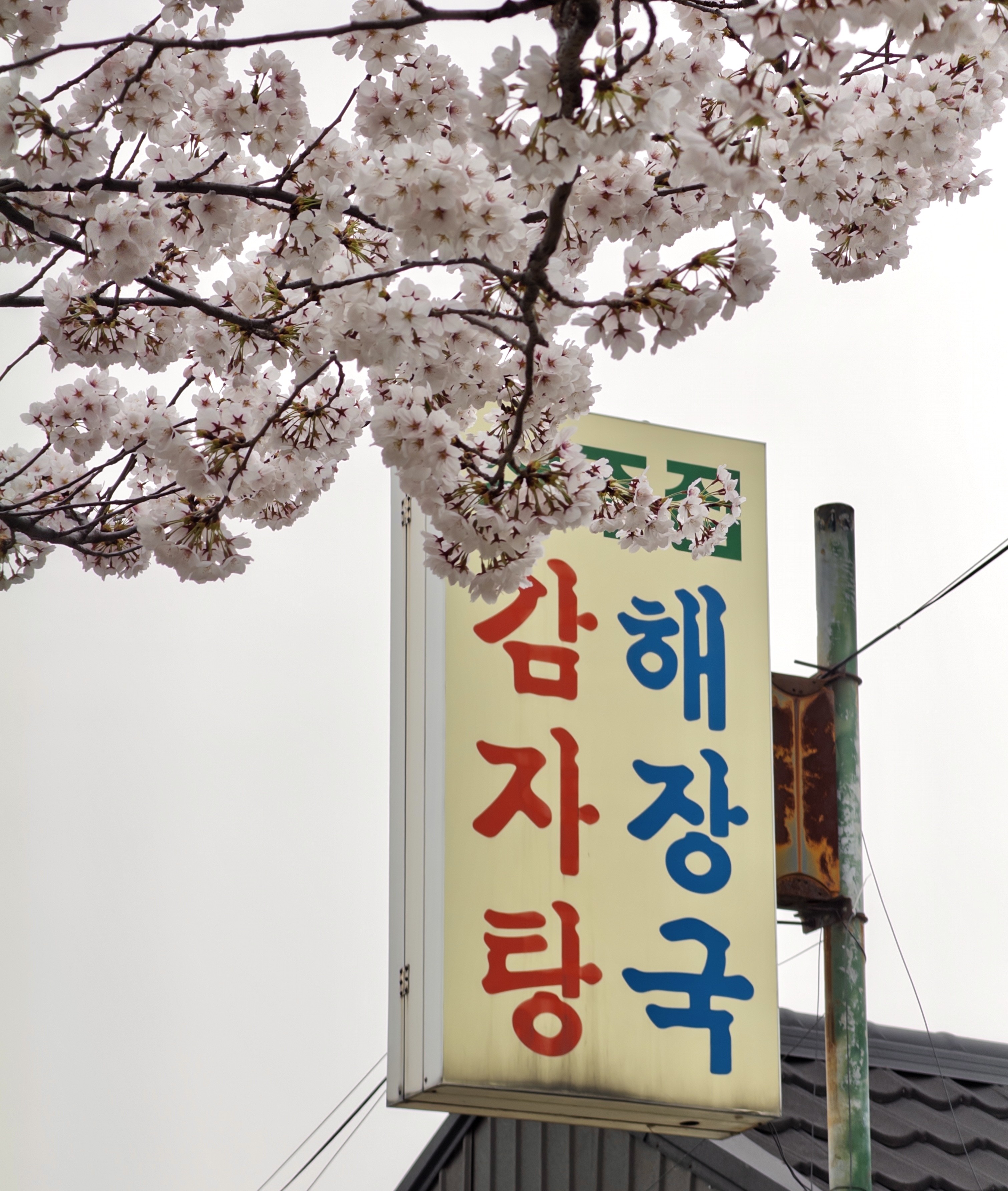 [잡담] 올해 찍은 벚꽃 사진 🌸 | 인스티즈