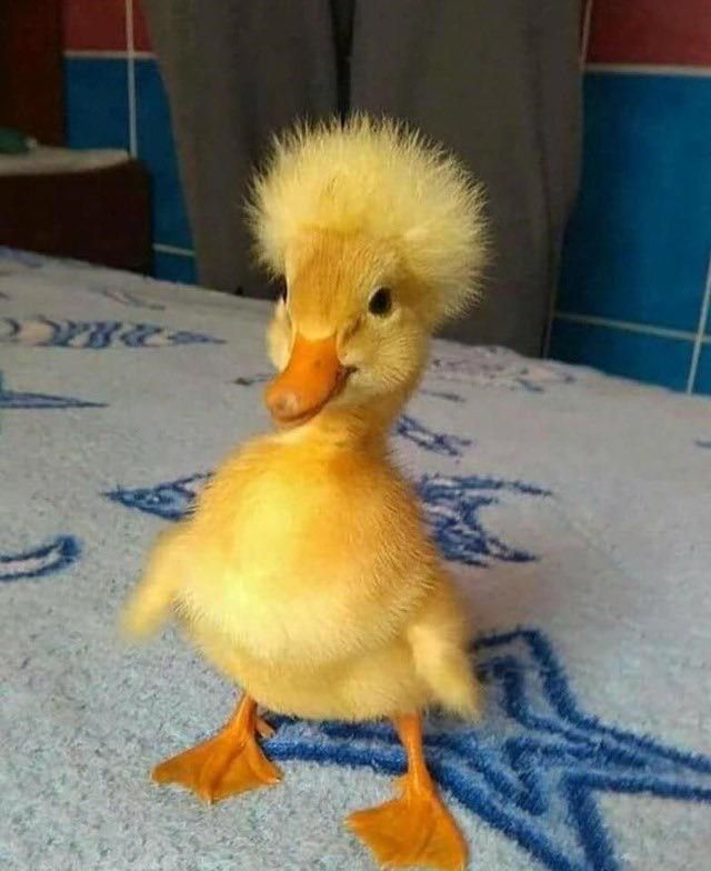 [잡담] 또리 | 인스티즈