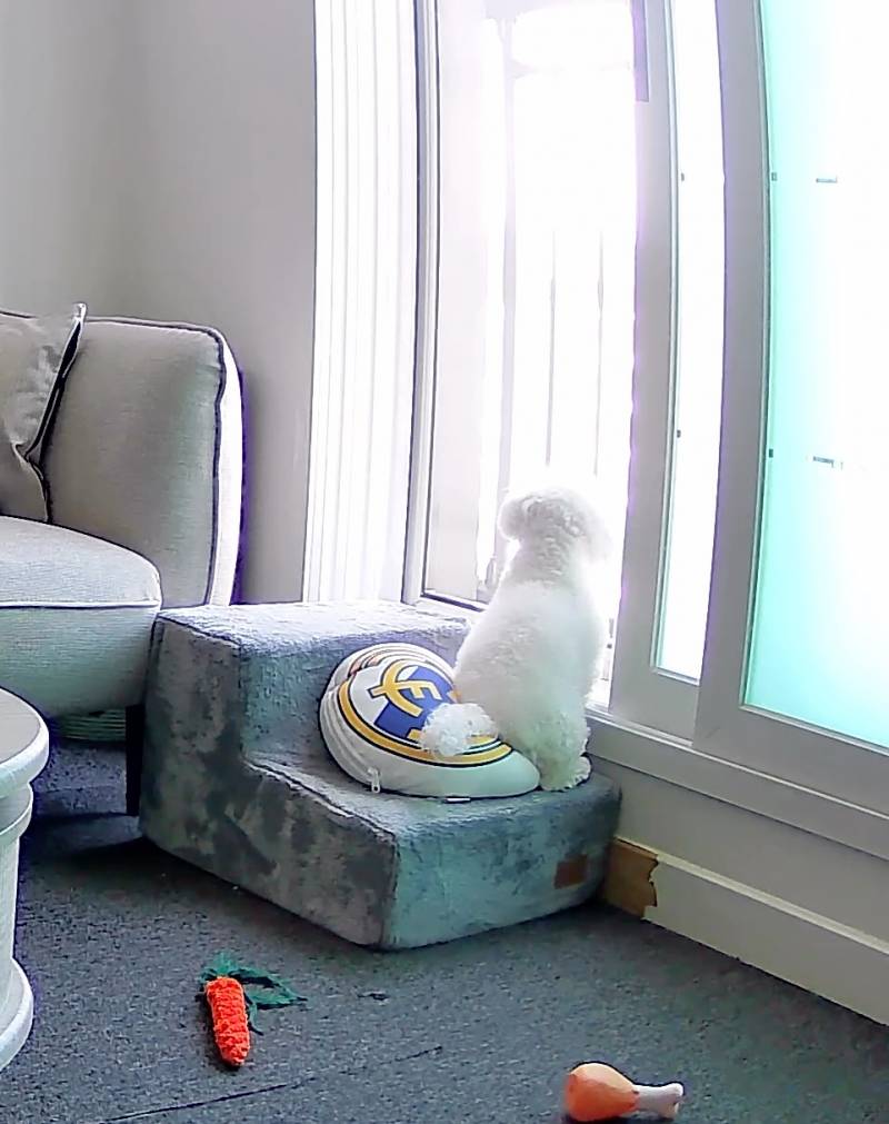 [잡담] 홈캠보는데 계속 바깥만 보네 | 인스티즈