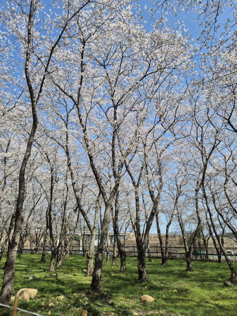 [잡담] 꽃구경 댕겨왔다 | 인스티즈