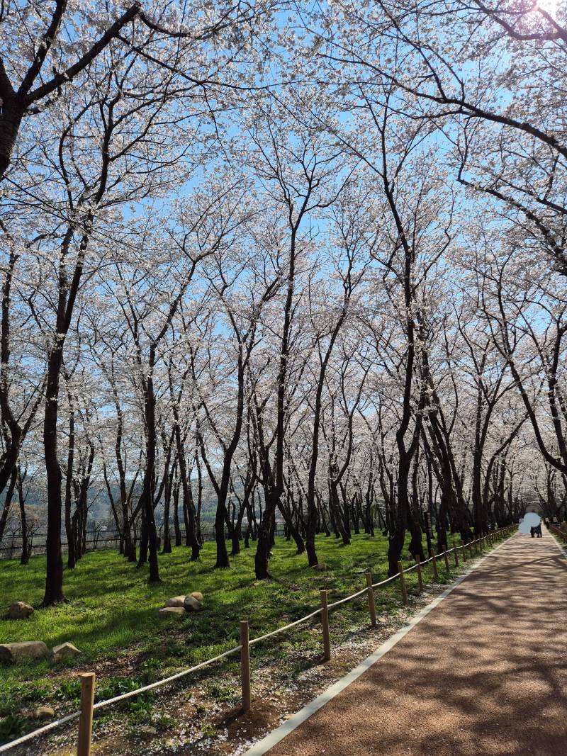[잡담] 꽃구경 댕겨왔다 | 인스티즈