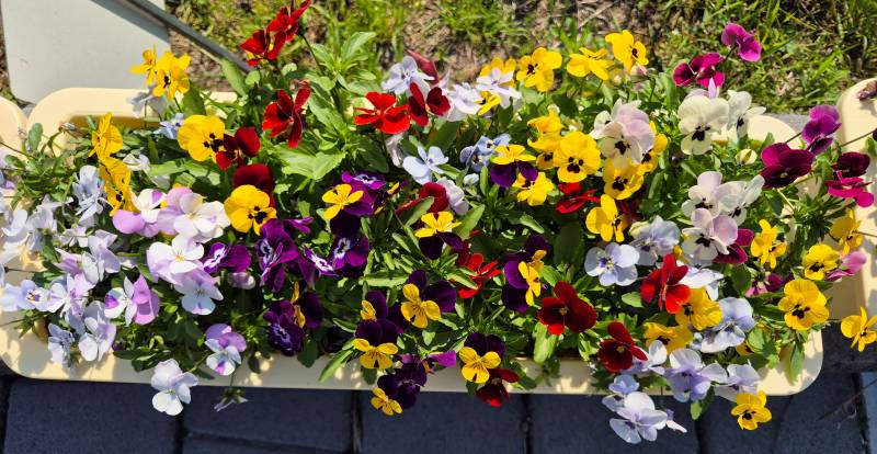 [잡담] 꽃구경 댕겨왔다 | 인스티즈