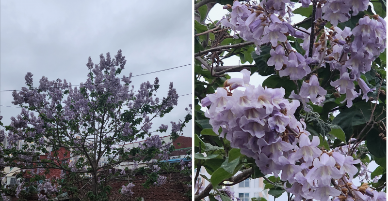 [잡담] 이거 자카란다 나무 맞지? | 인스티즈