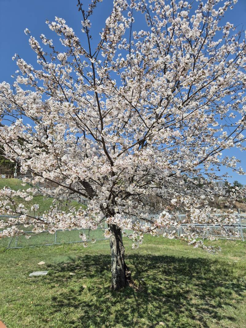[잡담] 꽃구경 댕겨왔다 | 인스티즈