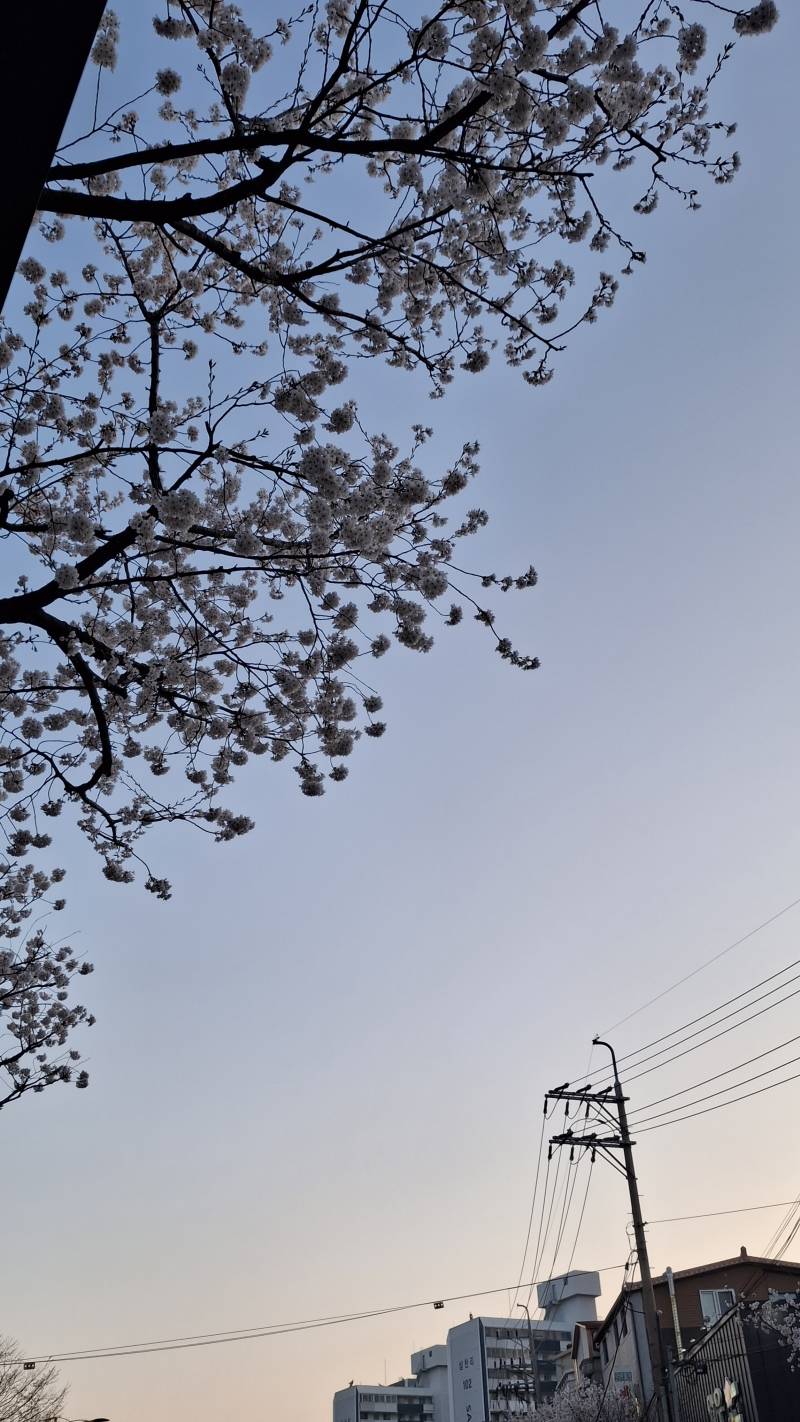 [잡담] 벚꽃 🌸 | 인스티즈