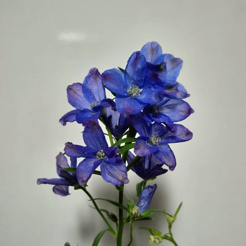 [잡담] 고터 가서 산 꽃 볼사람!!! | 인스티즈