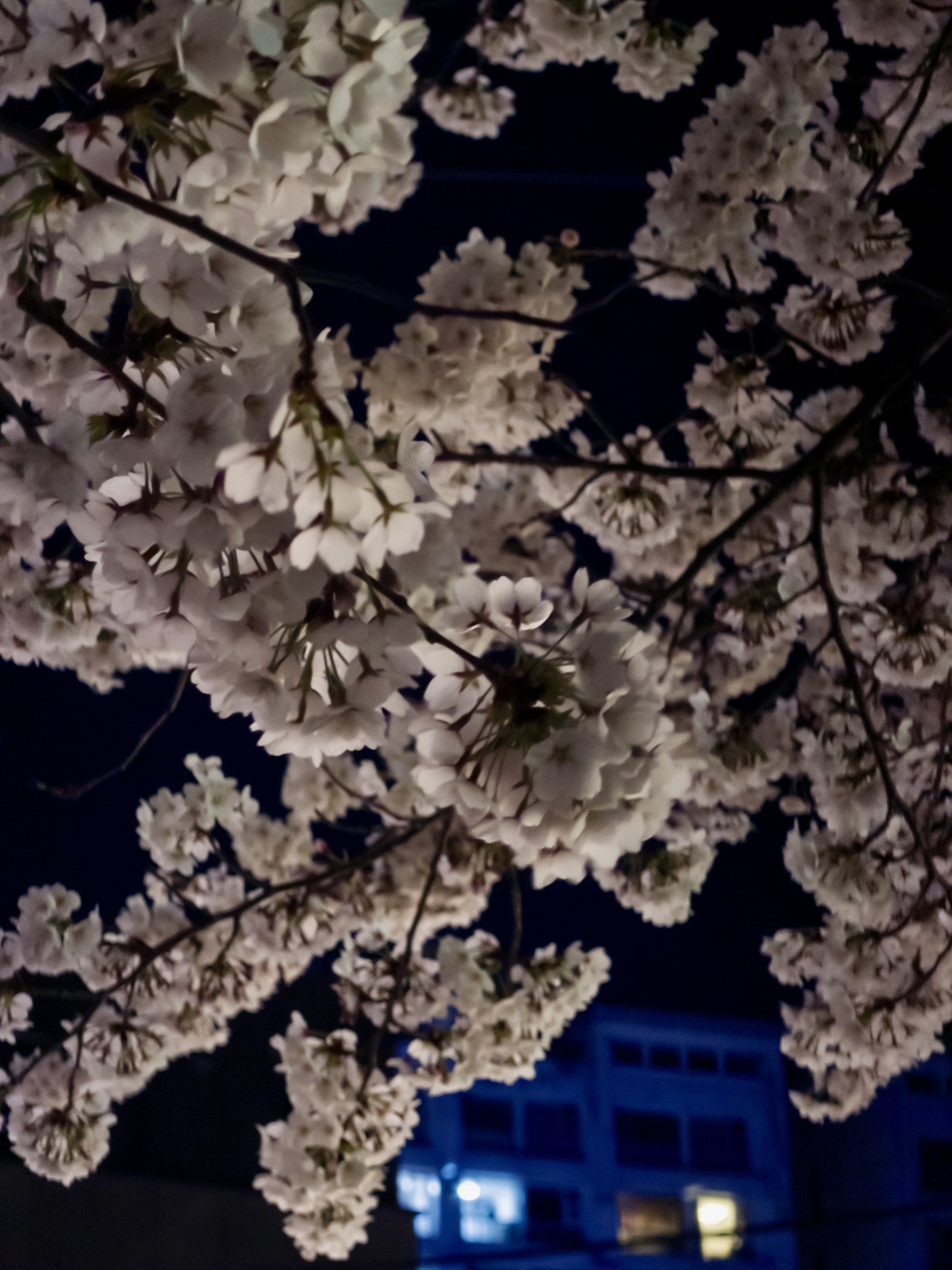 [잡담] 오늘 성북천 벚꽃 🌸🌸 | 인스티즈