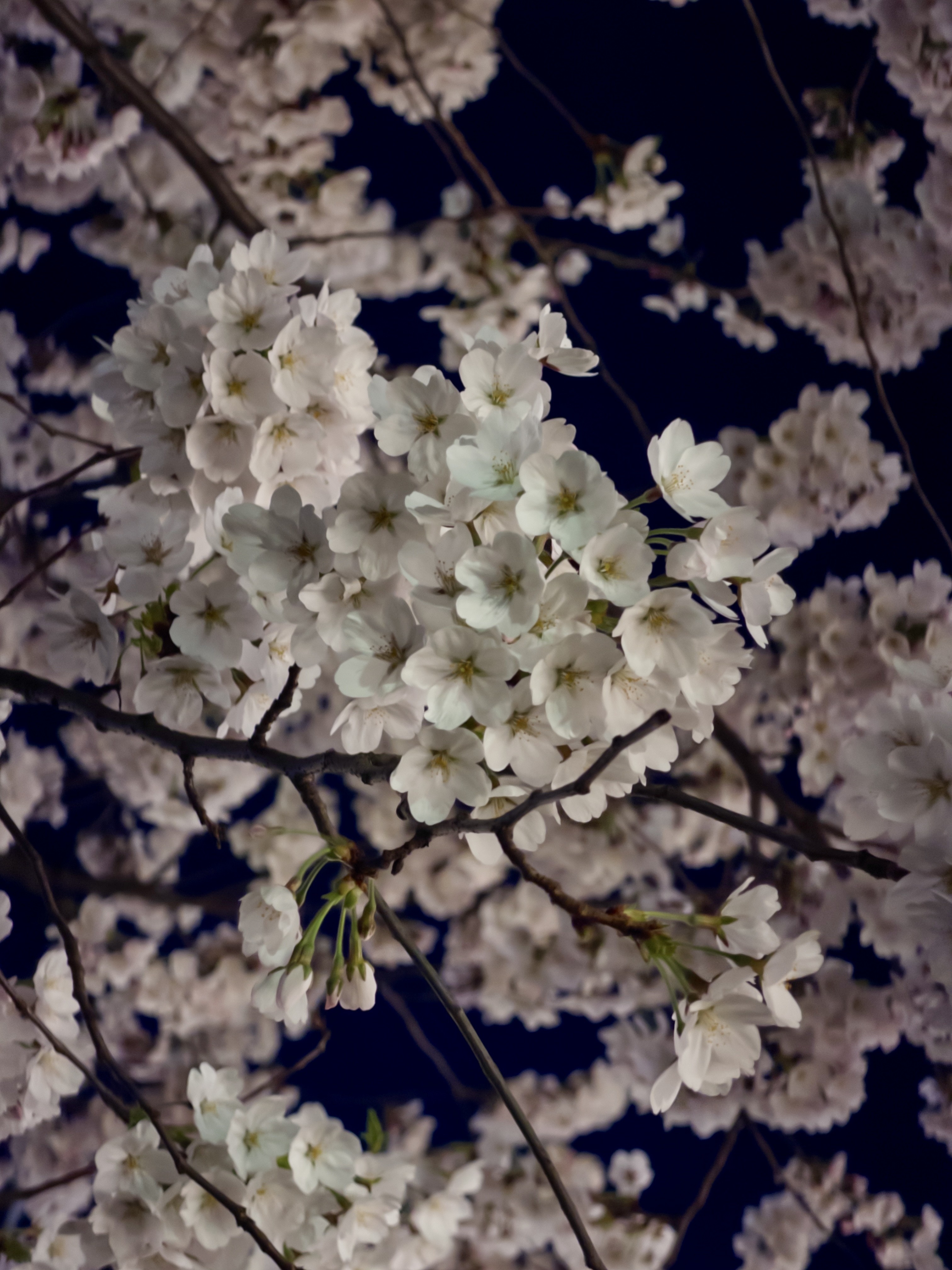 [잡담] 오늘 성북천 벚꽃 🌸🌸 | 인스티즈