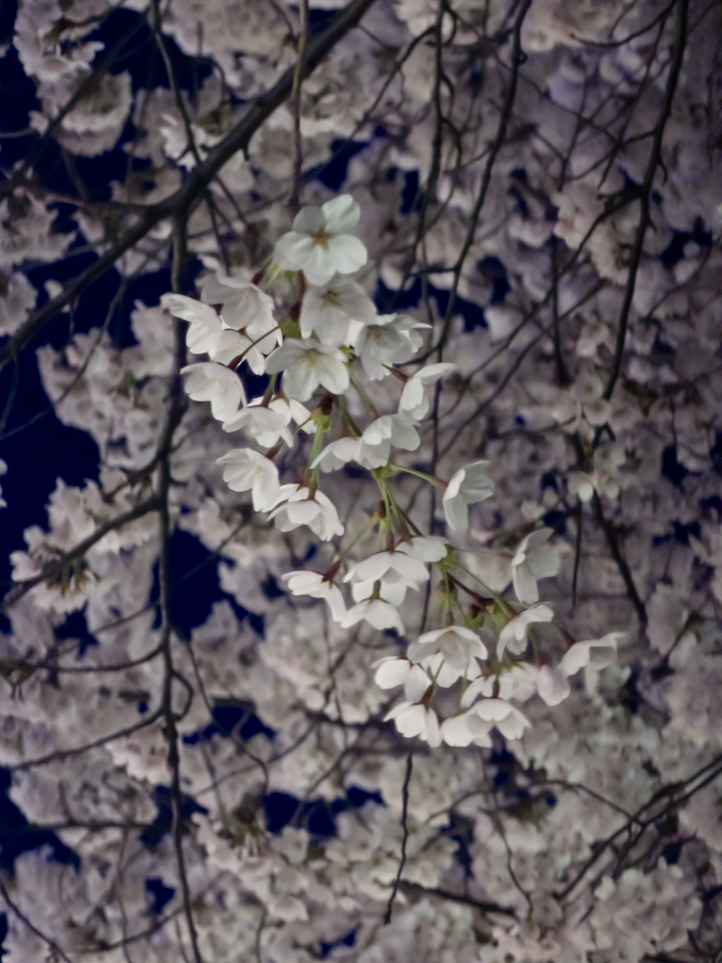 [잡담] 오늘 성북천 벚꽃 🌸🌸 | 인스티즈