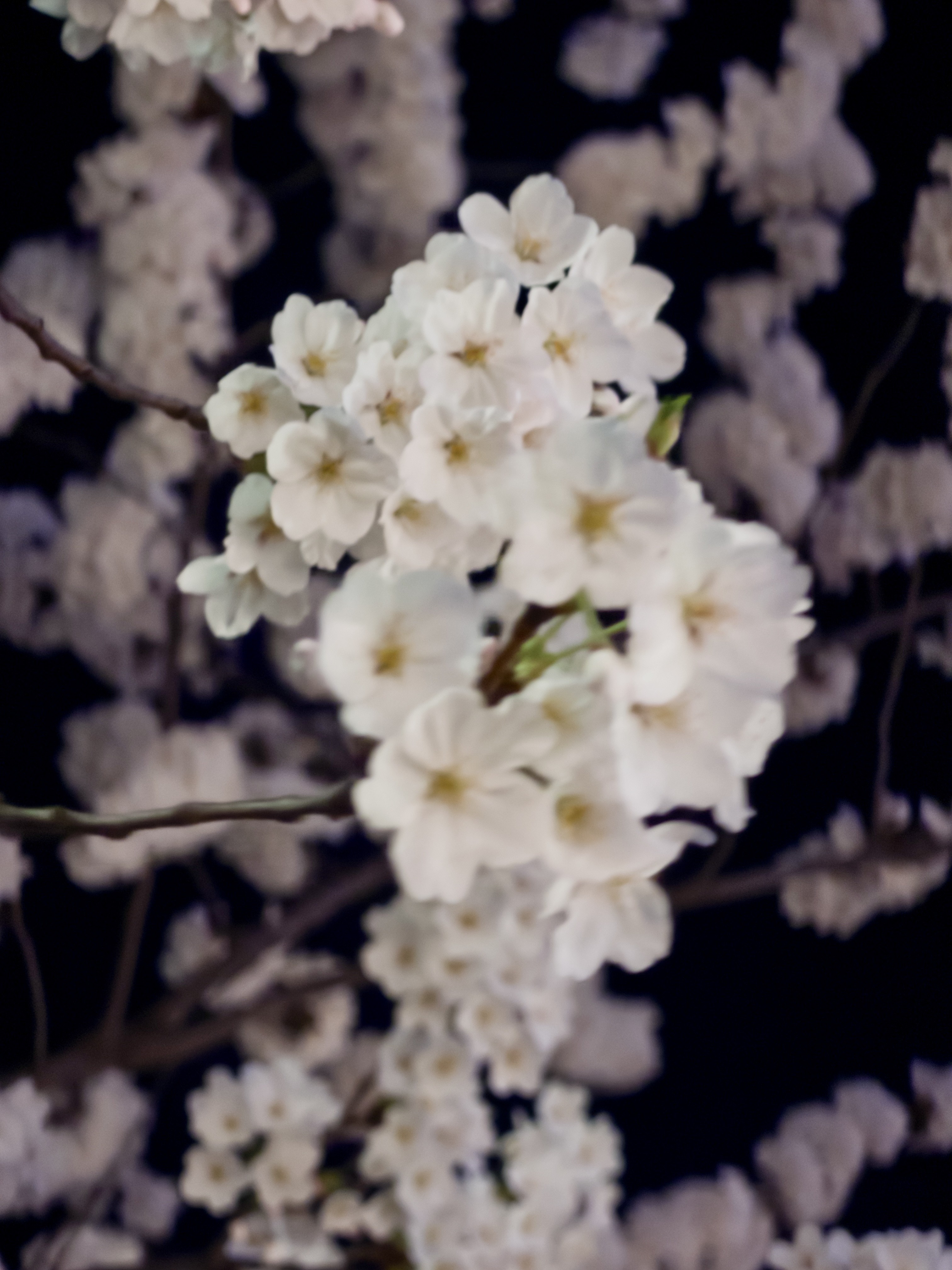 [잡담] 오늘 성북천 벚꽃 🌸🌸 | 인스티즈